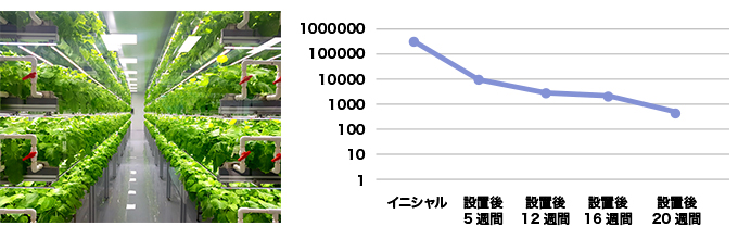 イチゴの養液栽培の例