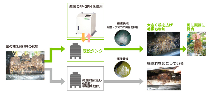 イチゴの養液栽培の例